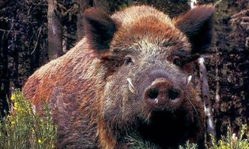 Εύβοια: Αυτοκίνητο ζευγαριού συγκρούστηκε με αγριογούρουνο- Προκλήθηκαν υλικές ζημιές (Εικόνες)